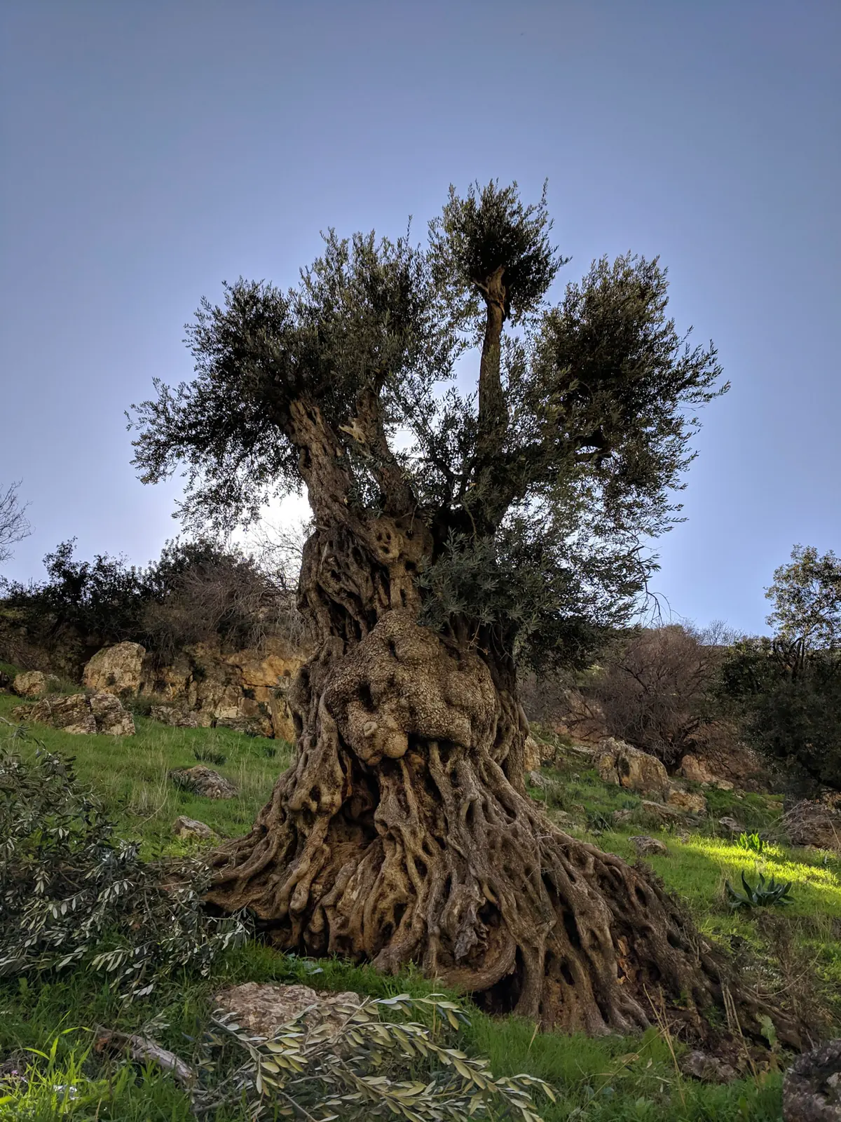 An ancient olive tree with a massive, twisted trunk on a rocky green hillside.