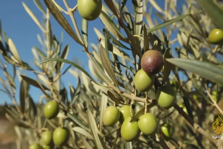 Green olives ripening on the branch, one already turning dark.