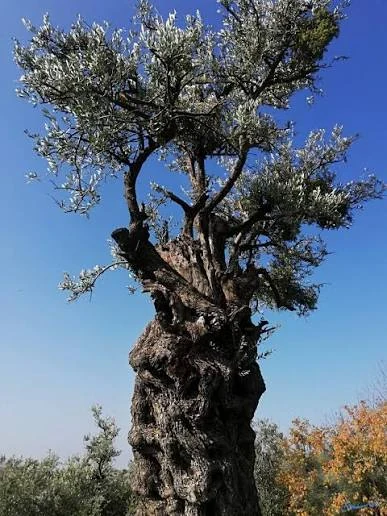 A tall old olive tree reaching into a clear blue sky.