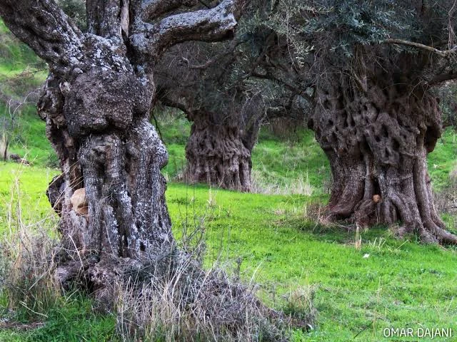 Ancient olive trees with hollowed trunks standing in green winter grass.