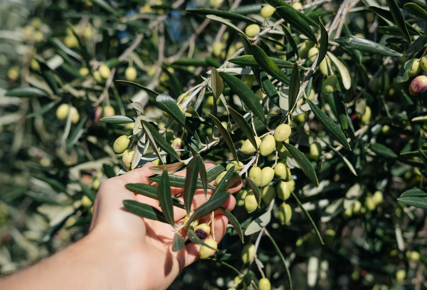A hand holding a branch heavy with green and ripening olives.