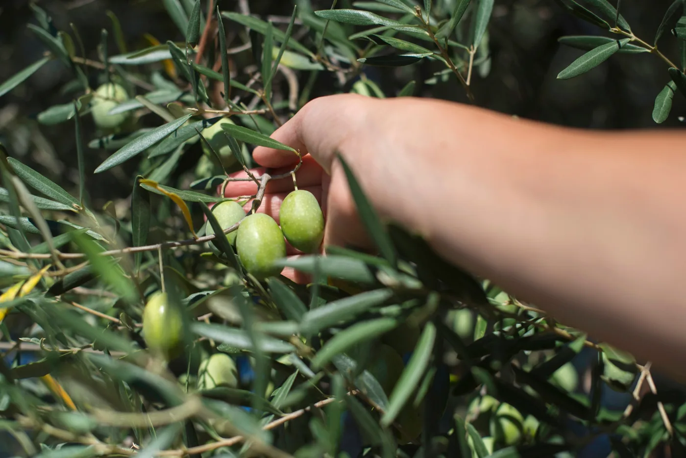 A hand picking green olives from the branch of an olive tree.