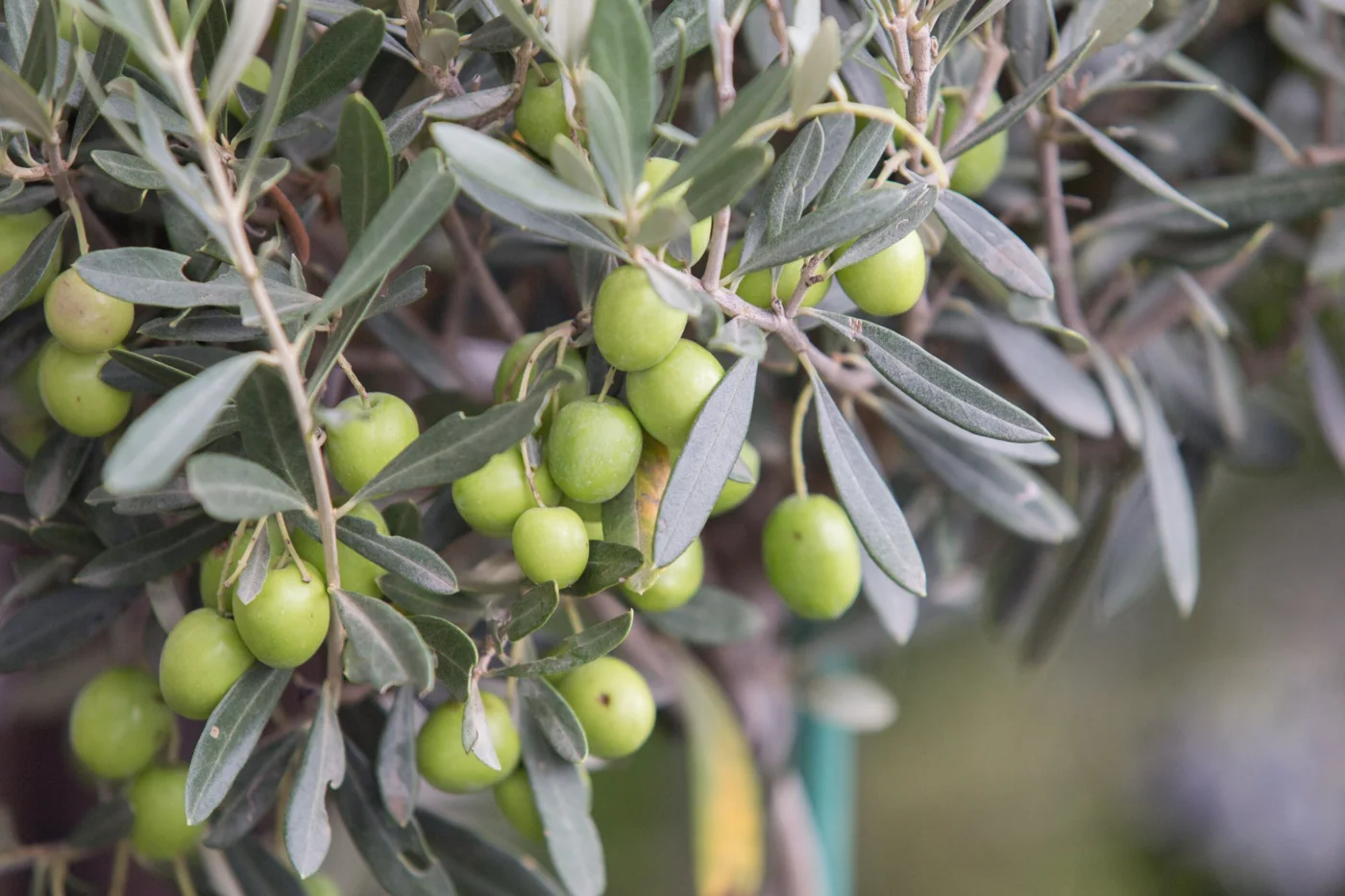 Green olives ripening among silver-green leaves.